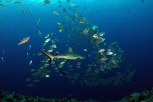 Shark swimming with a school of fish in a vibrant underwater scene. jigsaw puzzle