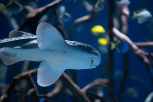 Detailed view of a zebra shark swimming gracefully underwater in an aquarium setting. jigsaw puzzle