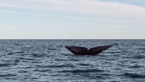 A whale tail gracefully rising from the ocean, showcasing marine beauty and wildlife. jigsaw puzzle