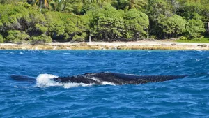 Close-up of a humpback whale near a vibrant, lush shoreline. jigsaw puzzle