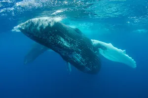 A stunning underwater photograph of a humpback whale swimming gracefully in the deep blue ocean. jigsaw puzzle