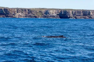Humpback whale swimming in the ocean against the rugged coastline of New South Wales, Australia. jigsaw puzzle