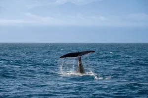 A dramatic scene of a whale's tail splashing as it dives into the ocean. jigsaw puzzle