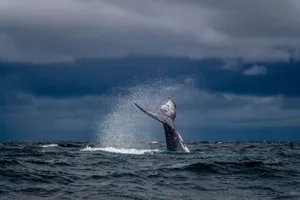 Captivating image of a humpback whale's tail creating a splash against a dramatic sky. jigsaw puzzle