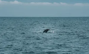 A whale's tail surfaces above the ocean waves under a cloudy sky. jigsaw puzzle