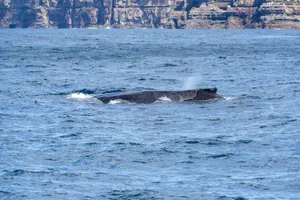 Humpback whale mid-surface in clear ocean waters near cliff-faced shorelines in New South Wales, Australia. jigsaw puzzle