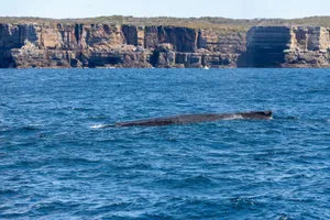 A majestic humpback whale surfaces in the blue waters off New South Wales, Australia, against scenic cliffs. jigsaw puzzle