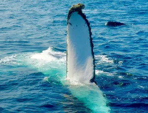 A magnificent humpback whale's tail surfaces in the ocean off Narooma, Australia, showcasing marine wildlife. jigsaw puzzle