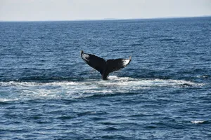 A stunning view of a humpback whale's tail emerging from the ocean. jigsaw puzzle