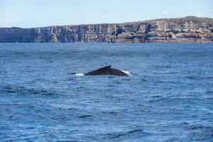 Humpback whale near New South Wales cliffs, showcasing nature's grandeur. jigsaw puzzle