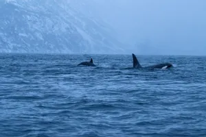 Two majestic orca whales swim in the cold Arctic sea with a snowy mountainous backdrop at dusk. jigsaw puzzle