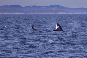Orcas swimming in the Pacific Ocean near British Columbia's lush coastline. jigsaw puzzle