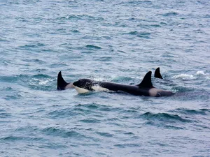 A pod of orcas swimming in the ocean near Ólafsvík, Iceland, showcasing marine wildlife. jigsaw puzzle