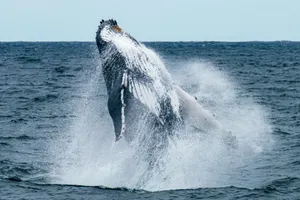 A stunning humpback whale breaching in the ocean off Sydney's coast, showcasing nature's beauty. jigsaw puzzle