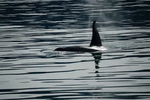 An orca swimming gracefully in the ocean, showcasing the beauty of marine wildlife. jigsaw puzzle