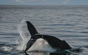 A stunning capture of a whale's tail breaking the ocean surface, showcasing marine life beauty. jigsaw puzzle