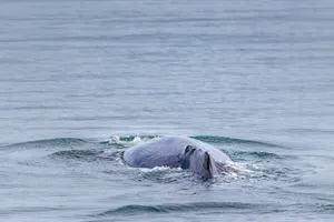 A humpback whale gracefully surfaces in serene ocean waters, showcasing its dorsal fin. jigsaw puzzle