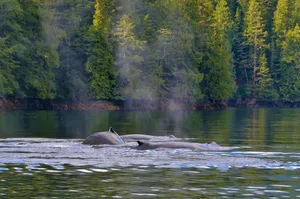 Humpback whales surface in serene waters surrounded by lush forest, showcasing nature's beauty. jigsaw puzzle