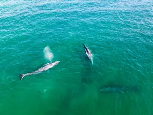 Aerial shot of gray whales swimming in turquoise waters off Todos Santos, Mexico. jigsaw puzzle