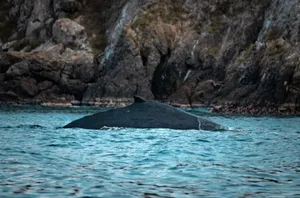 A majestic whale surfacing near rugged rocks along a serene coastline. Perfect for ocean wildlife themes. jigsaw puzzle