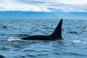 A majestic orca swimming in the vast ocean under a cloudy sky. jigsaw puzzle