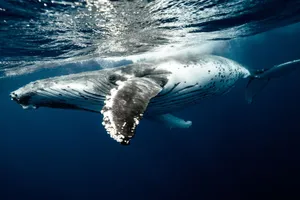 A stunning view of a humpback whale gracefully swimming underwater in the clear blue waters of Tonga. jigsaw puzzle