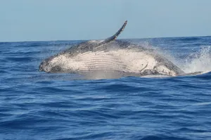 A majestic humpback whale breaching the ocean surface near Réunion Island. jigsaw puzzle