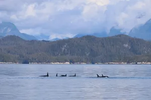 A serene group of orcas gliding through the calm waters of Telegraph Cove, BC. jigsaw puzzle