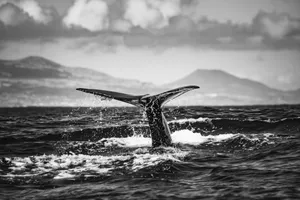 Black and white photo of a whale tail emerging from the ocean with distant mountains. jigsaw puzzle