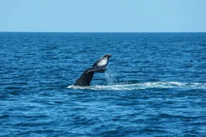 Humpback whale's tail splashing in the blue ocean, captured in mid-dive. jigsaw puzzle