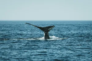 A breathtaking view of a whale's tail splashing in the ocean, showcasing marine life beauty. jigsaw puzzle