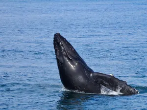 A majestic humpback whale breaches the surface in the serene Alaskan ocean waters. jigsaw puzzle