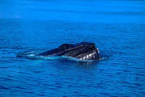 A majestic humpback whale coming up for air in the vibrant blue ocean, showcasing marine wildlife at its finest. jigsaw puzzle