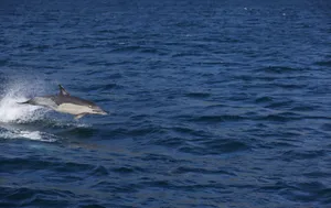 A bottlenose dolphin jumping above the vibrant blue ocean waves on a sunny day. jigsaw puzzle