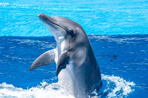 A bottlenose dolphin playfully emerges from the ocean, showcasing its natural grace. jigsaw puzzle