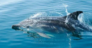 A dolphin gracefully skims through clear blue ocean waters, capturing marine life beauty. jigsaw puzzle