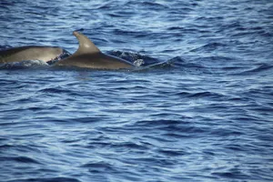 Two dolphins swimming in the blue ocean captured in a natural setting. jigsaw puzzle