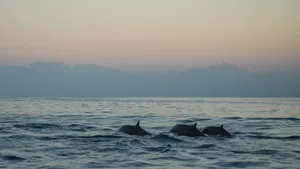Beautiful view of dolphins swimming peacefully at dawn in a calm sea, capturing serene marine life. jigsaw puzzle