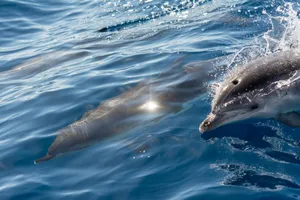 Dolphins gracefully swimming in the ocean, showcasing their natural beauty and elegance. jigsaw puzzle