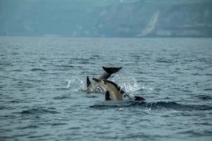 Group of dolphins leaping in the ocean near coastal cliffs on a clear day. jigsaw puzzle