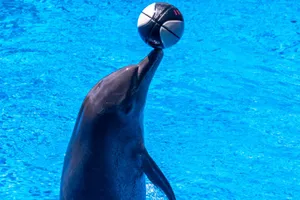 A dolphin performs a balancing trick with a ball in a vibrant blue pool. jigsaw puzzle