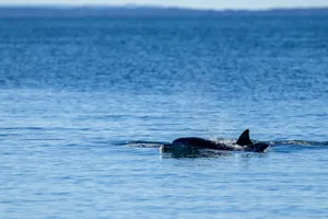Bottlenose dolphins swimming in the clear waters of New South Wales, Australia under a bright sky. jigsaw puzzle