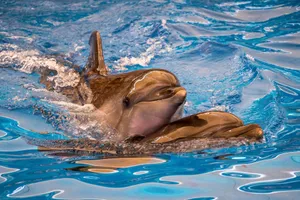 Two dolphins enjoying a playful swim in a crystal-clear water pool. jigsaw puzzle