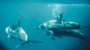 A serene view of dolphins swimming underwater in Zanzibar, Tanzania. jigsaw puzzle