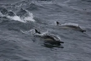 Playful dolphins swimming in the ocean waters off California's coast. jigsaw puzzle