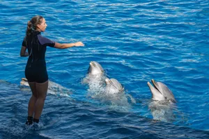A trainer interacts with dolphins in a vibrant blue aquatic setting, showcasing marine life and human connection. jigsaw puzzle