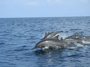 A pod of dolphins gracefully swimming in the blue ocean off the coast of Sri Lanka. jigsaw puzzle