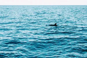 A dolphin fin breaks the surface of the Atlantic Ocean off the coast of Madeira, Portugal. jigsaw puzzle