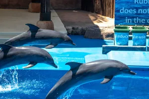 Three dolphins jumping out of the water during an aquatic show with bright blue water. jigsaw puzzle