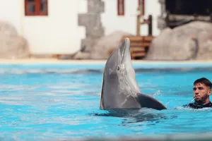 Dolphin interacting with trainer in an outdoor pool, Lisbon. Fun summer activity. jigsaw puzzle
